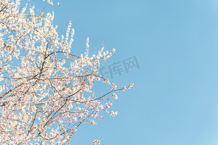 蓝天下的盛开樱花