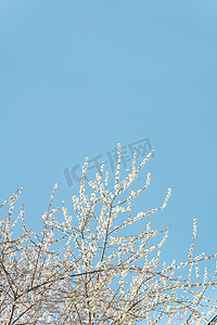 文艺炉火摄影照片_蓝天下的粉白樱花