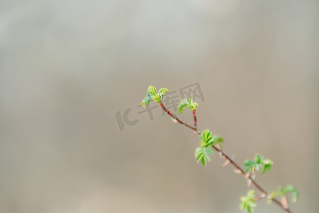 文艺摄影照片_春天发芽的树梢绿叶