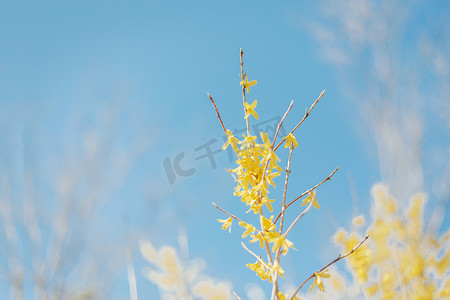 花朵枝头摄影照片_盛夏阳光里的枝头花朵