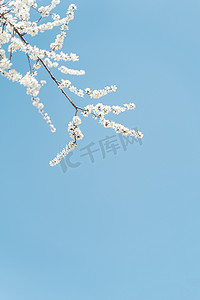 浪漫季节蓝天下盛开的樱花