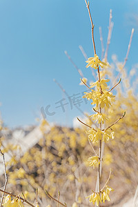 文艺炉火摄影照片_春天阳光里的黄色花朵