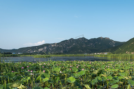 池摄影照片_夏天荷花池通透明亮图片