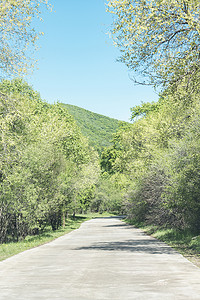 乡村沙石土路夏日林间