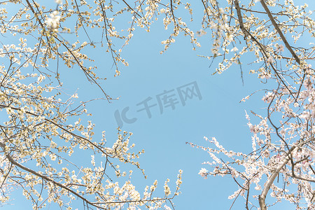 春立春摄影照片_蓝天下的樱花丛浪漫春天
