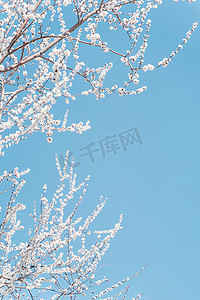 文艺摄影照片_白色的樱花开在蓝天下
