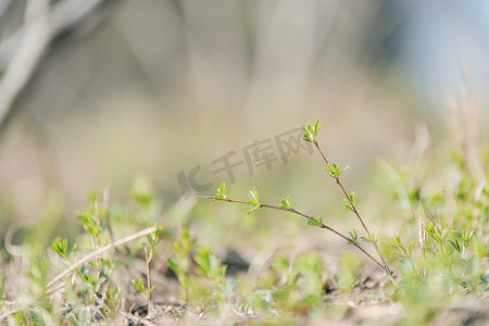 小草发芽摄影照片_春天草地发芽的小草