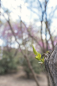 树枝发芽春天图片