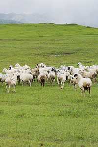 草原上的羊摄影照片_草原上的羊群图片