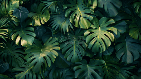 玉米生长过程背景图片_绿色热带植物绿植背景2