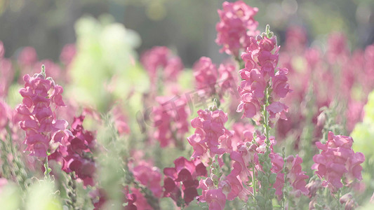 唯美逆光春天阳光下的粉色鲜花丛风景
