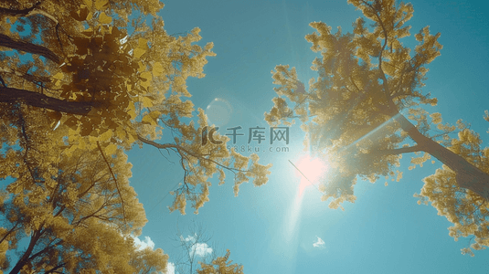 春天阳光明媚森林树木景色的背景4