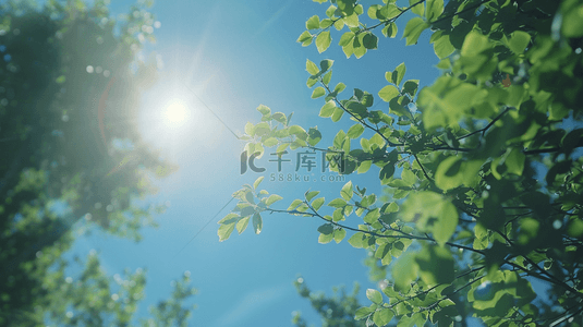 蓝天森林背景图片_春天阳光明媚森林树木景色的背景20