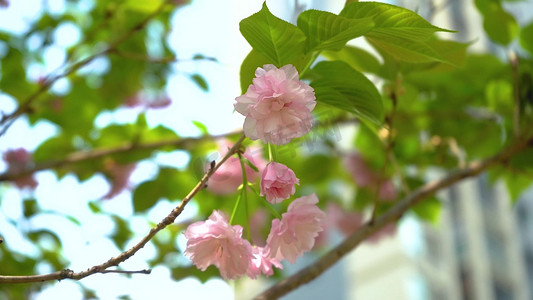 1080p摄影照片_1080p春日春天唯美樱花春暖花开春季