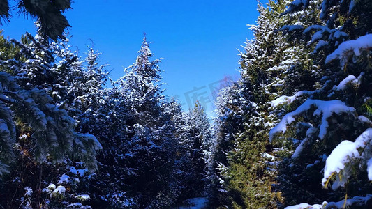 冬季雪后的松树林实拍