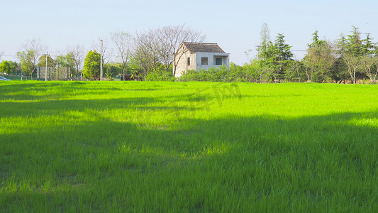 实拍春天绿色草坪草地绿意盎然万物复苏模板