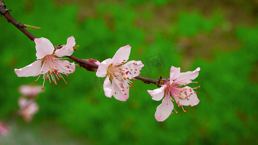 实拍春天蜜蜂采蜜桃花盛开的自然风景