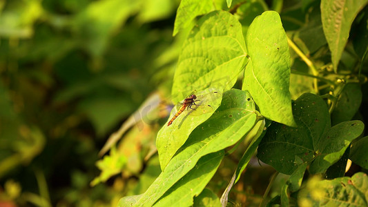 实拍夏天蜻蜓停留在绿叶上意境
