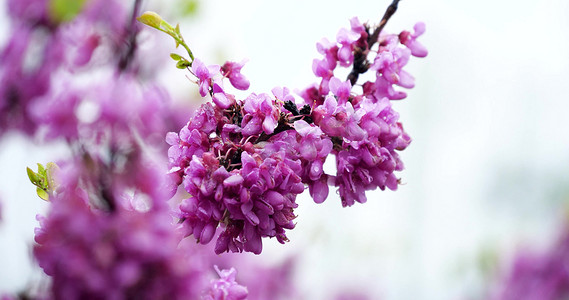 宫粉紫荆花摄影照片_春季春天紫荆花春雨雨中花朵紫色花朵风景
