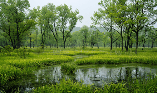 呼伦贝尔大兴安岭森林草原湿地2