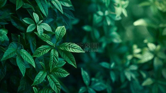 简约绿色植物背景背景图片_绿色植物装饰纹理背景7