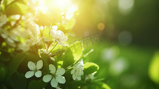 春天绿色阳光下野花的摄影11高清图片