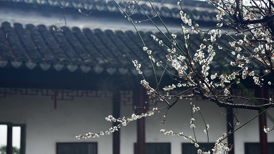 清明模板摄影照片_雨中梅花古风屋檐实拍模板