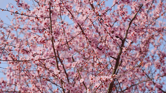 春天蓝天下盛开的桃花樱花风景
