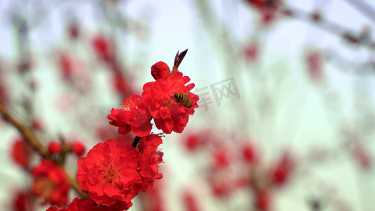桃树摄影照片_实拍春天蜜蜂采蜜桃花盛开的自然风景
