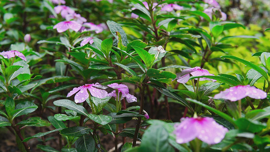 春摄影照片_春天百花雨露露水花朵春暖花开