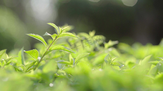 树叶素材摄影照片_春天新长的鲜嫩树叶子自然风景实拍