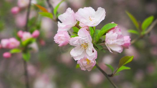 实拍春天花朵唯美垂丝海棠模板