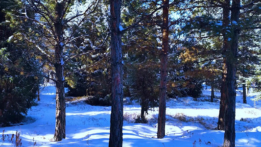 冬季雪后的松树林实拍
