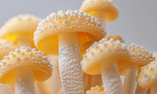 金针菇蘑菇
