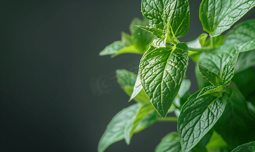 清新的薄荷叶绿意盎然