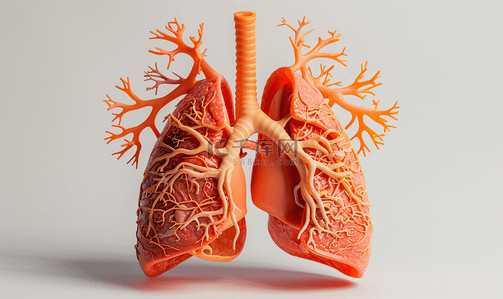 肺部支气管背景图片_肺部呼吸系统模型