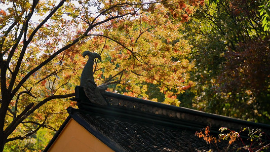 古风秋日摄影照片_秋天古风屋檐和金色树叶实拍1080