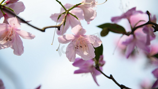 深圳梧桐山盛开的毛棉杜鹃花特写