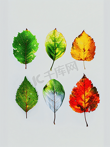 树叶素材摄影照片_四季变换的树叶