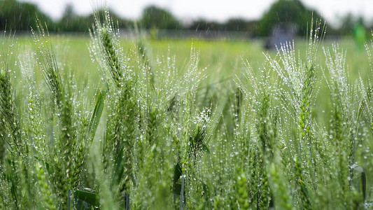 谷雨实景摄影照片_实拍唯美毛毛细雨中绿油油的小麦农业产物农作物