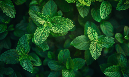 清新的薄荷叶绿意盎然