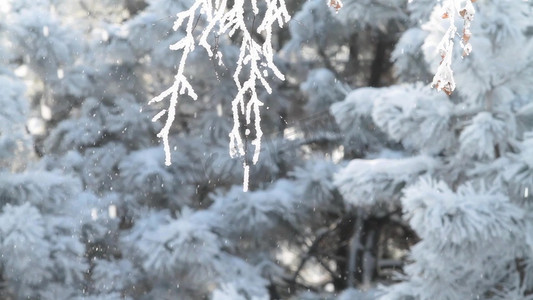 冬天风景下雪雪景实拍1080