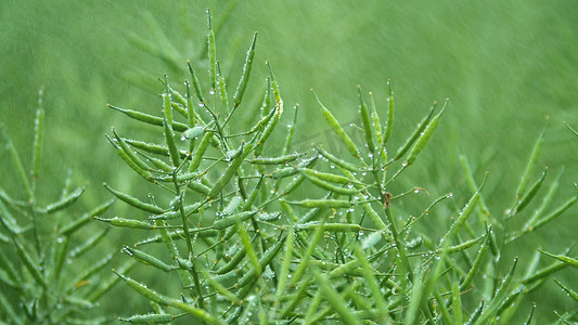 下雨天风景摄影照片_实拍毛毛细雨中油菜上的露水风景谷雨
