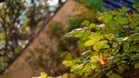 秋日树木环抱下的古风屋檐实拍1080