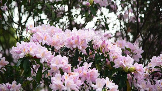 春天深圳梧桐山盛开的毛棉杜鹃花花朵