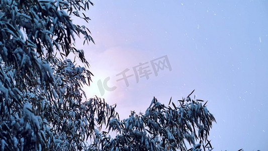 下雪摄影照片_冬天下雪雪景小雪雪中松树雪松实拍1080