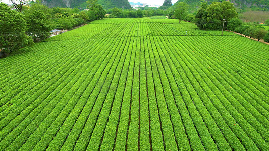 航拍春季春天的茶园三农产品种植业