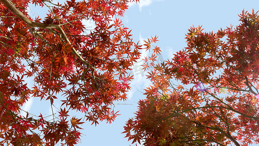 实拍秋天红色枫叶树干风光意境