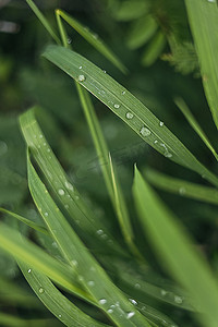 谷雨节气摄影照片_青草绿草上的雨珠露珠特写图