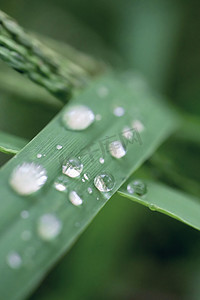 节气雨水图片摄影照片_谷雨节气绿草雨珠图片